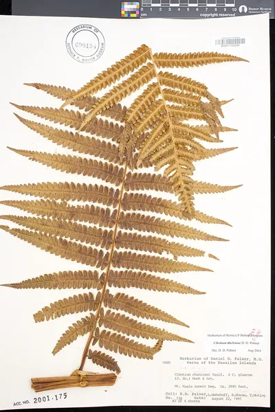 Cibotium heleniae