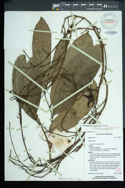 Goniothalamus majestatis