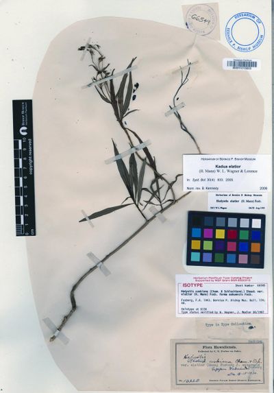 Kadua elatior