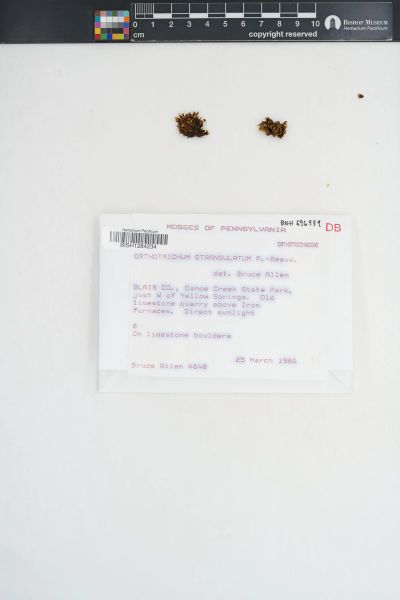 Orthotrichum strangulatum