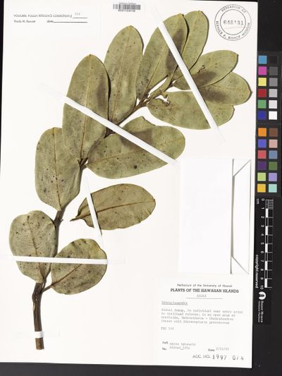 Polyscias