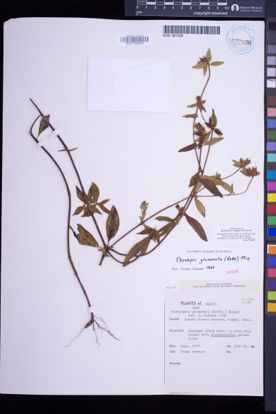 Pterolepis glomerata