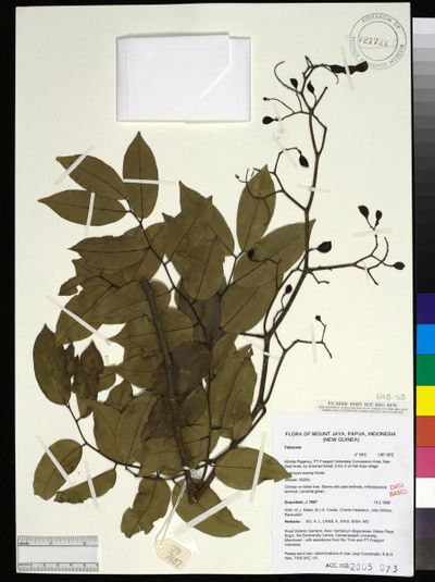 Fabaceae