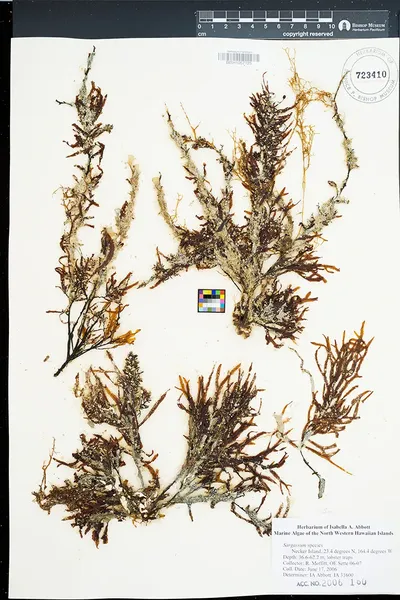 Sargassum