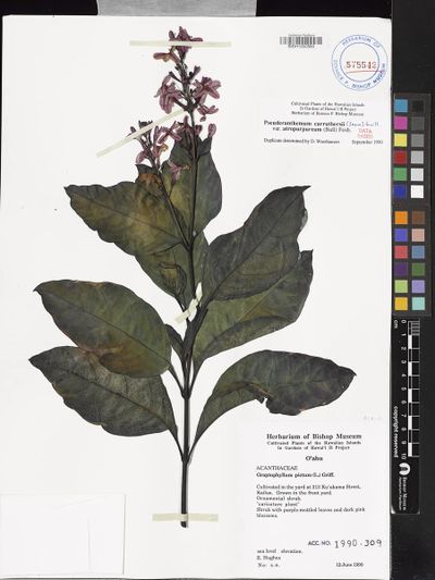 Pseuderanthemum maculatum