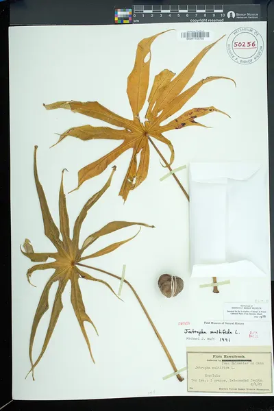 Jatropha multifida