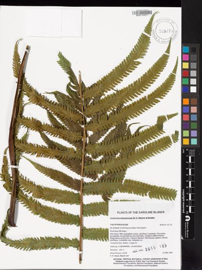 Sphaerostephanos maemonensis
