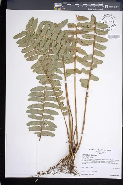 Nephrolepis