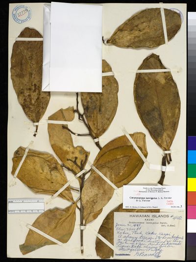 Corynocarpus laevigatus