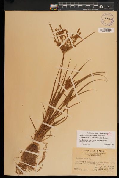 Cyperus iria