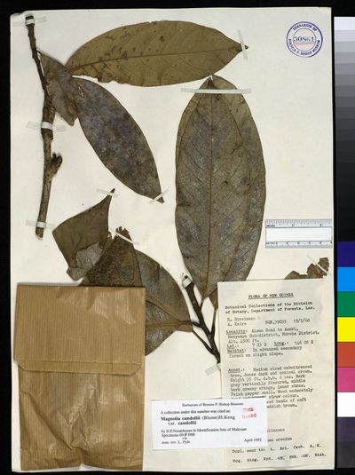Magnolia liliifera
