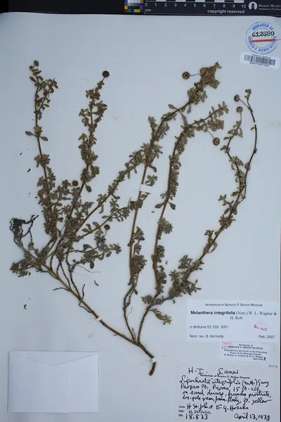 Lipochaeta integrifolia