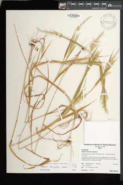 Panicum torridum