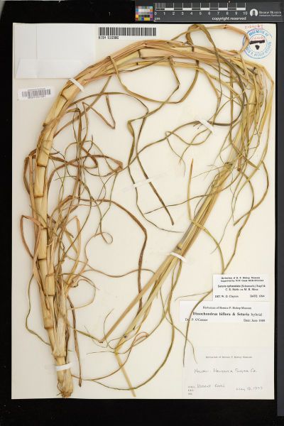 Setaria sphacelata