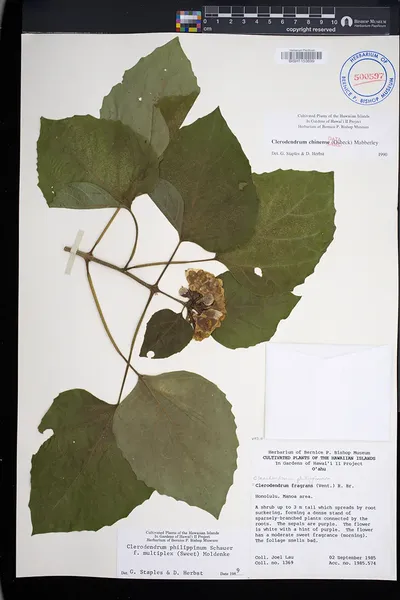 Clerodendrum chinense