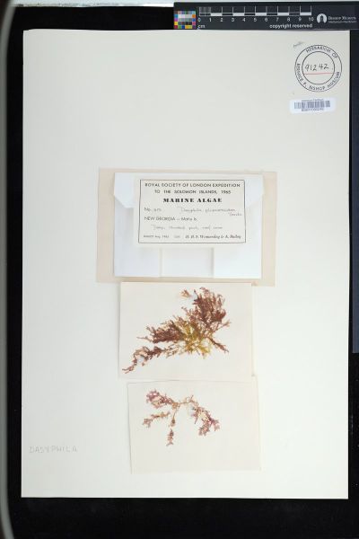 Dasyphila plumarioides
