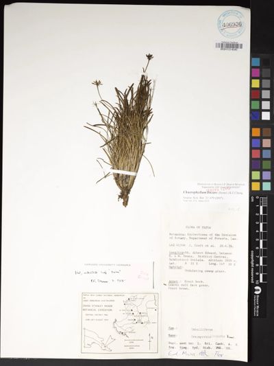Chaerophyllum lineare