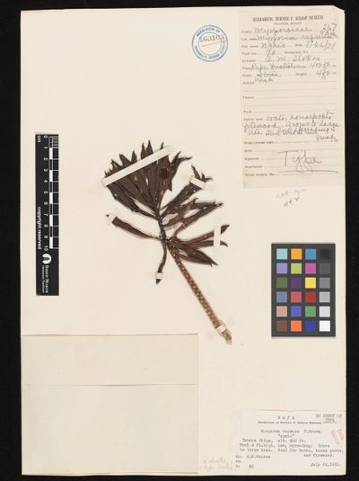 Myoporum rapense