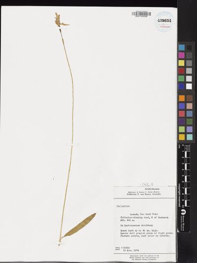 Thelymitra