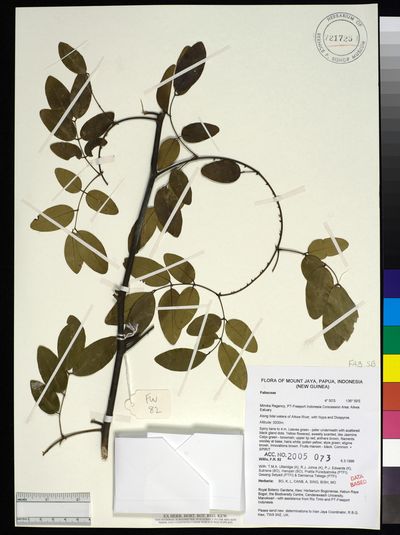 Caesalpinia