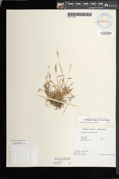 Polypogon fugax