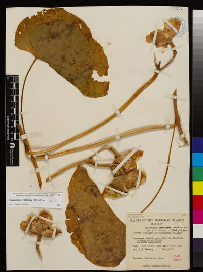 Operculina ventricosa