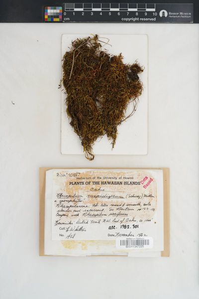 Racopilum cuspidigerum