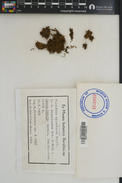 Fissidens crispulus