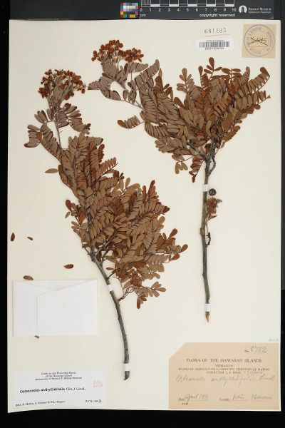 Osteomeles anthyllidifolia