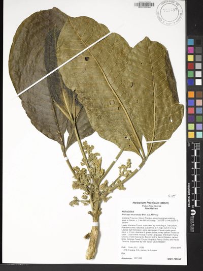 Melicope mucronata