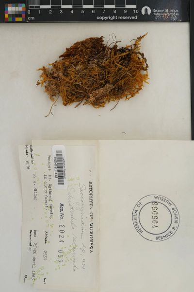 Saccogynidium