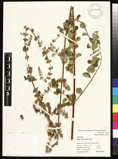 Mesosphaerum pectinatum