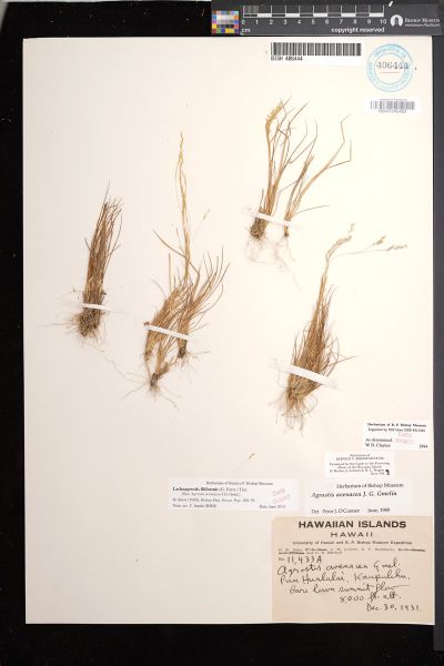 Lachnagrostis filiformis