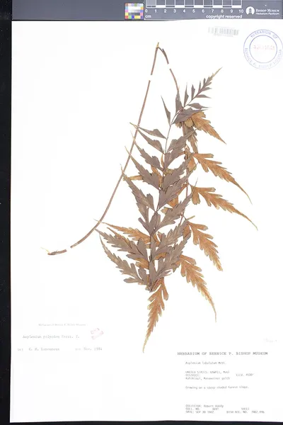 Asplenium polyodon