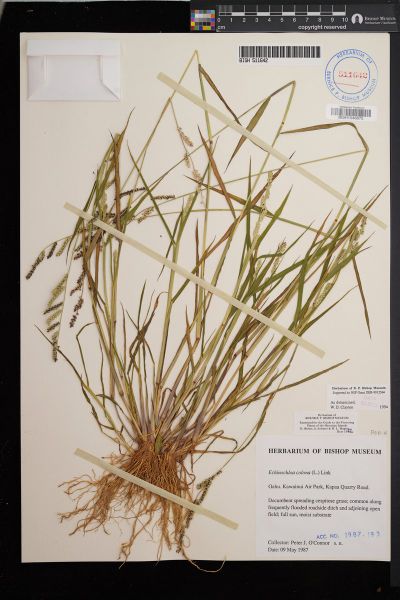 Echinochloa colonum