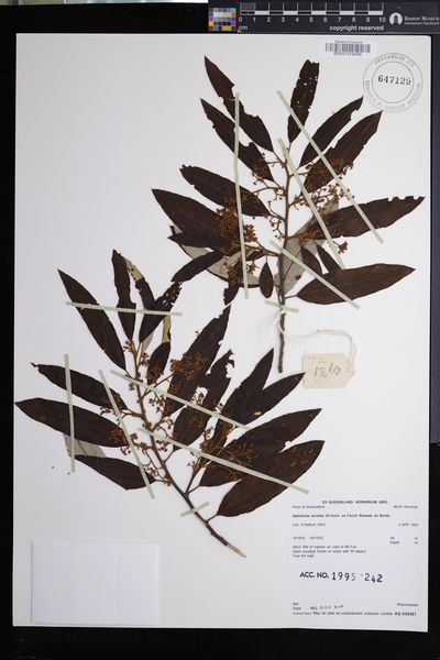 Alphitonia excelsa