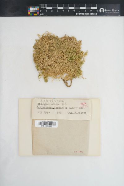 Sphagnum denticulatum
