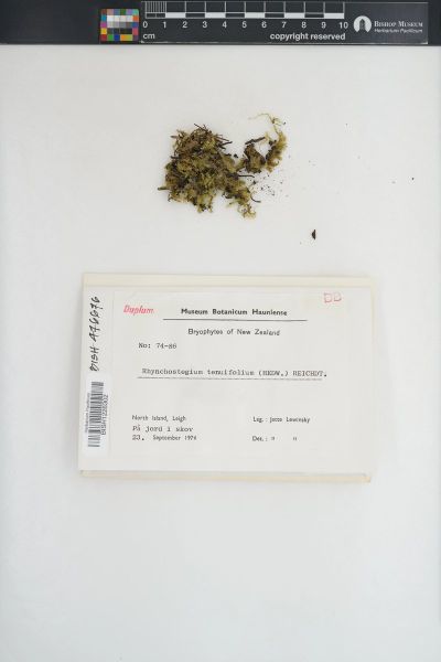 Rhynchostegium tenuifolium