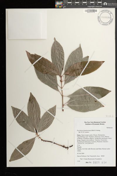 Psychotria hombroniana