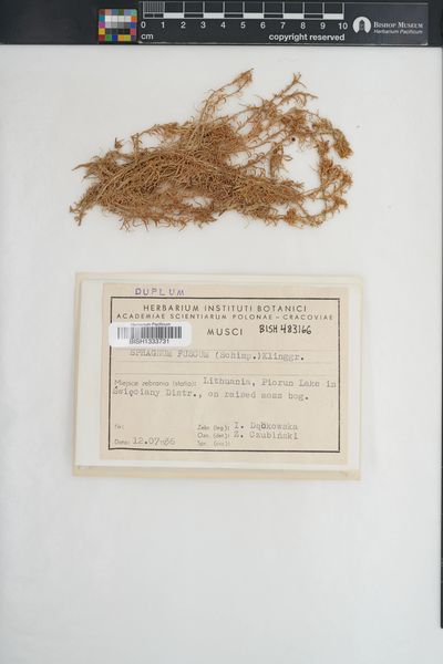 Sphagnum fuscum
