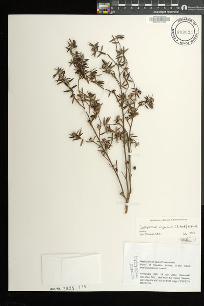 Leptospermum scoparium