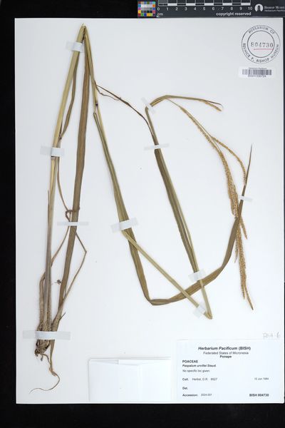 Paspalum urvillei
