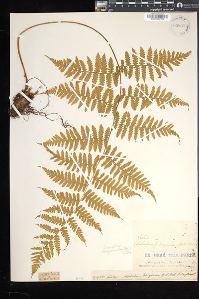 Deparia boryana