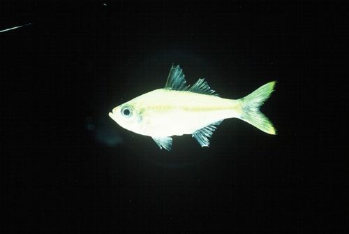 Ambassis gymnocephalus: field photographs