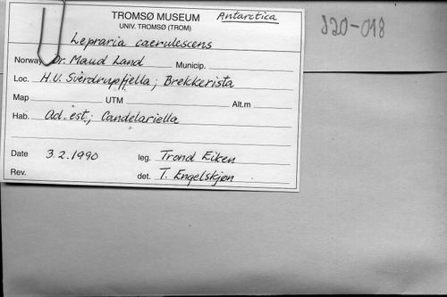 Candelariella flava: museum & herbarium specimens