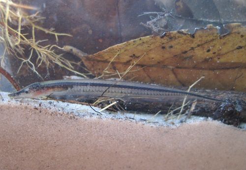 Gymnorhamphichthys rondoni: field photographs