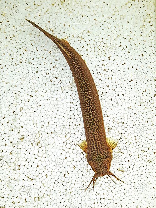 Ituglanis eichorniarum: field photographs