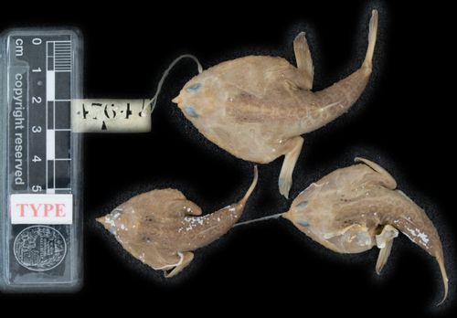 Ogcocephalus notatus: museum & herbarium specimens