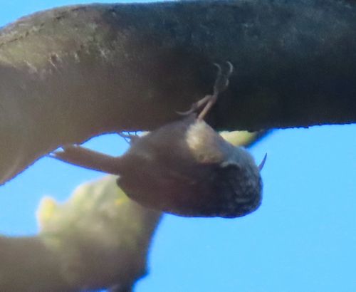 Certhia brachydactyla: field photographs