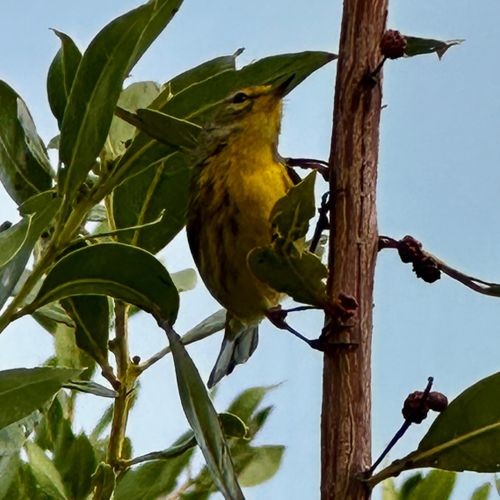 Setophaga discolor: field photographs